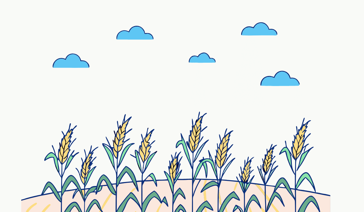 corn field