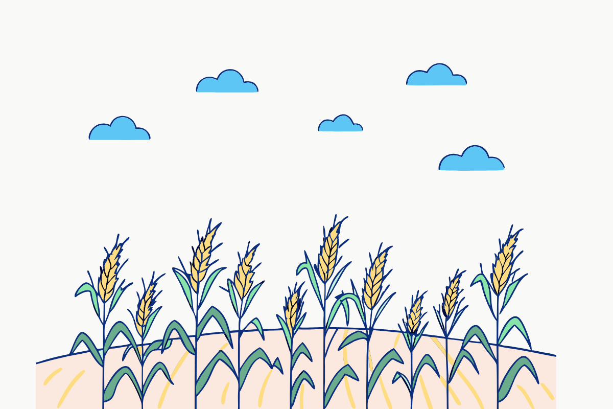 corn field